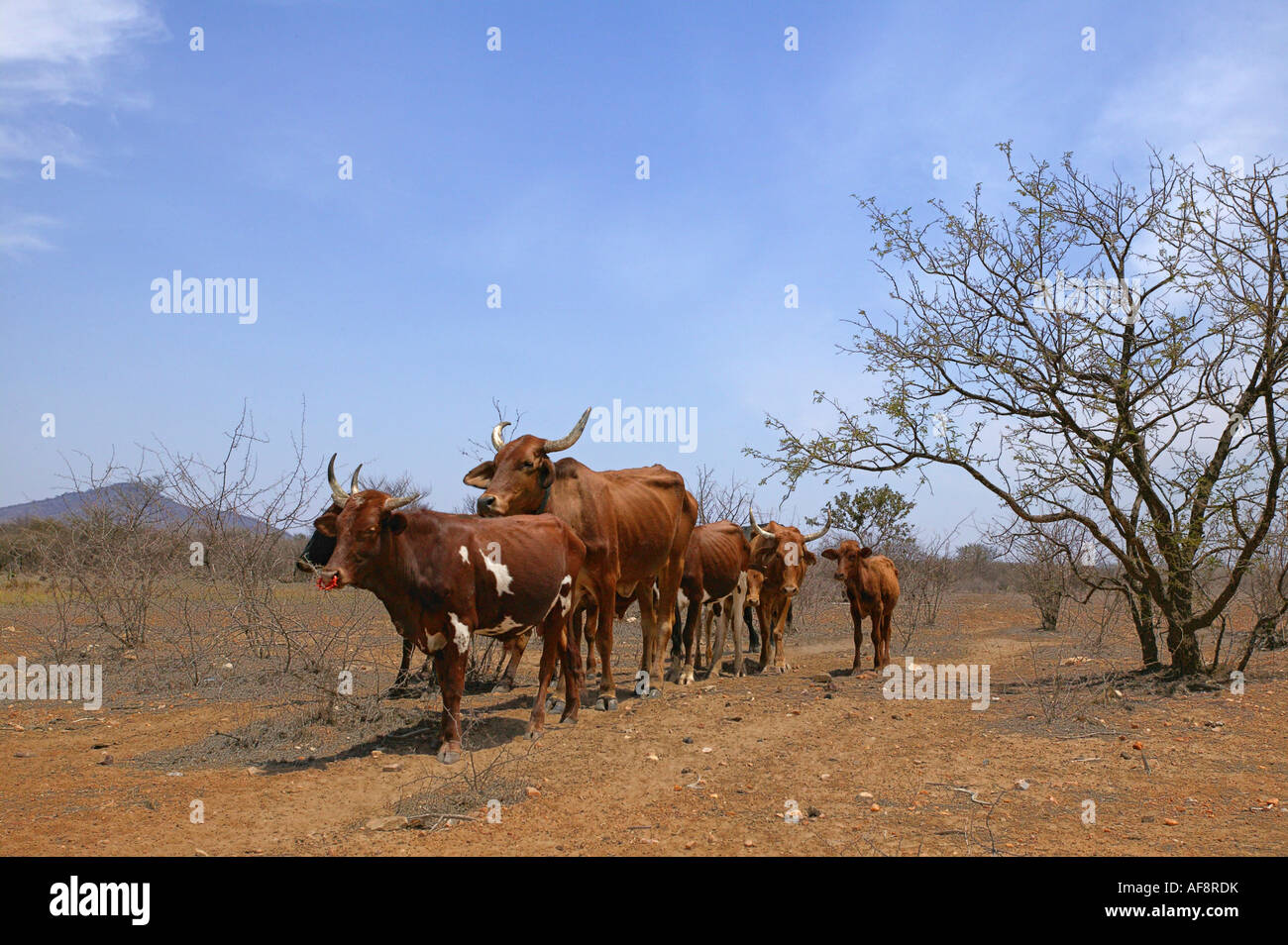 Un troupeau de bovins légers avec leur hanche et côtes montrant dans une zone sans feuilles arides pendant une sécheresse dans la province du Limpopo. Banque D'Images
