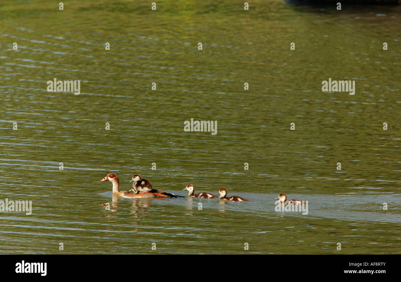 Egyptian goose et couvée de poussins avec un oisillon attraper un tour sur son dos les mères de l'Afrique du Sud ; Banque D'Images