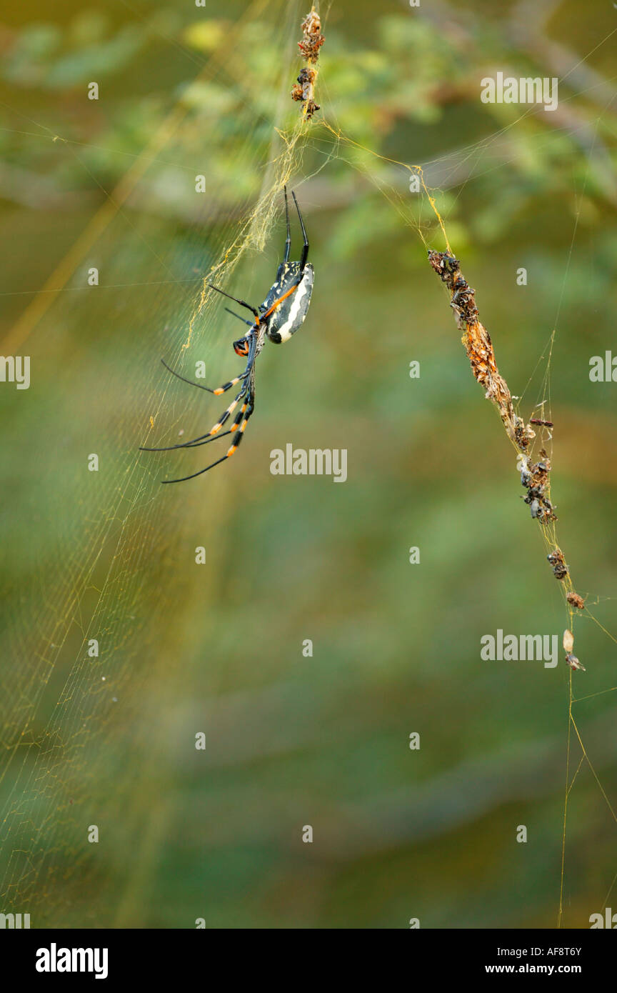 Golden spider orb (semi-toxiques) sur son site web avec les restes d'insectes pris dans la toile enveloppé derrière l'Afrique du Sud Banque D'Images
