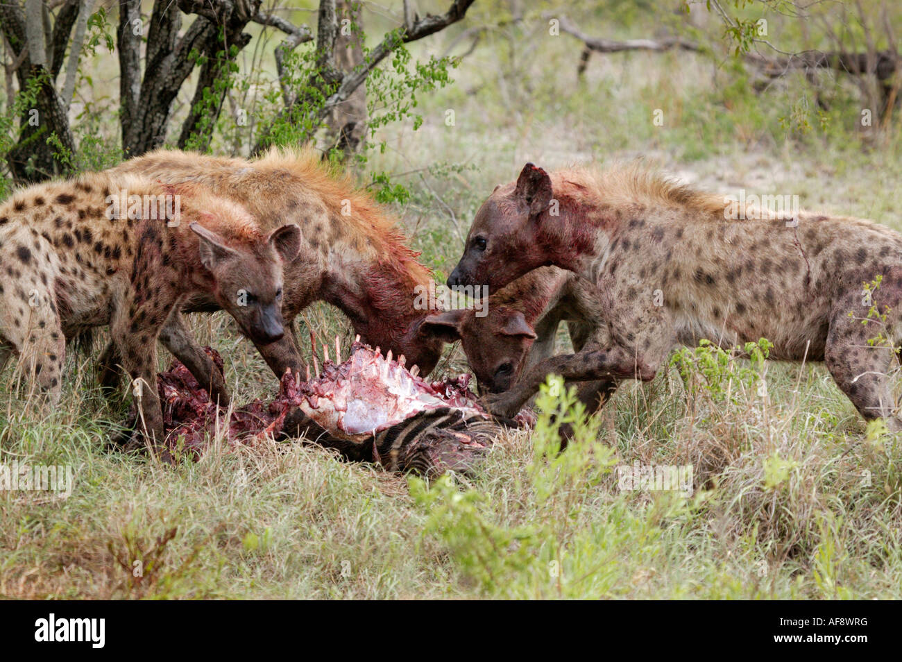L'hyène tachetée se nourrissant d'une carcasse de zèbre tué par les hyènes en plein jour Banque D'Images