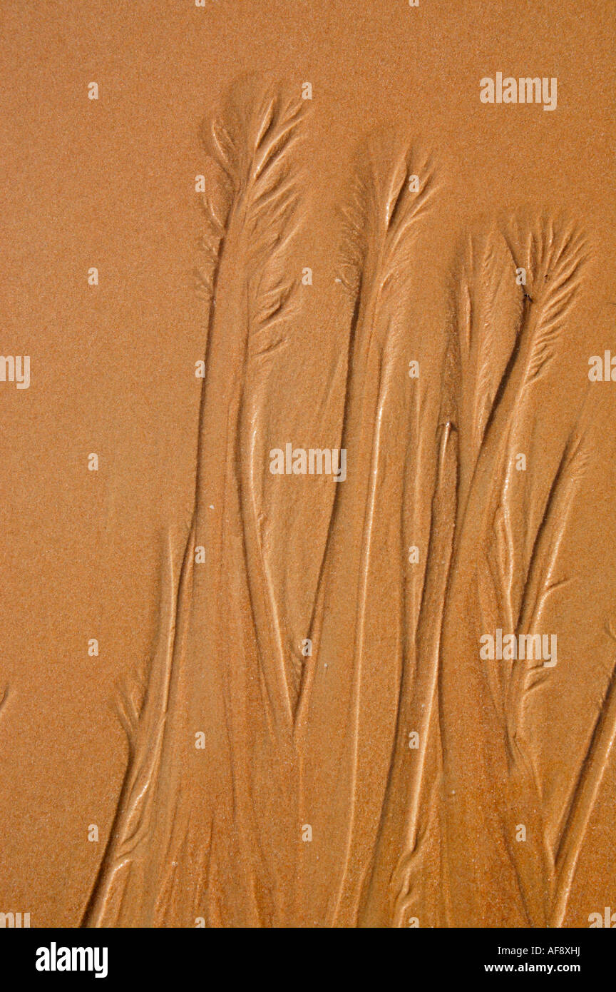 Plage sable érodé par une marée descendante pour révéler les formes d'arbres Banque D'Images