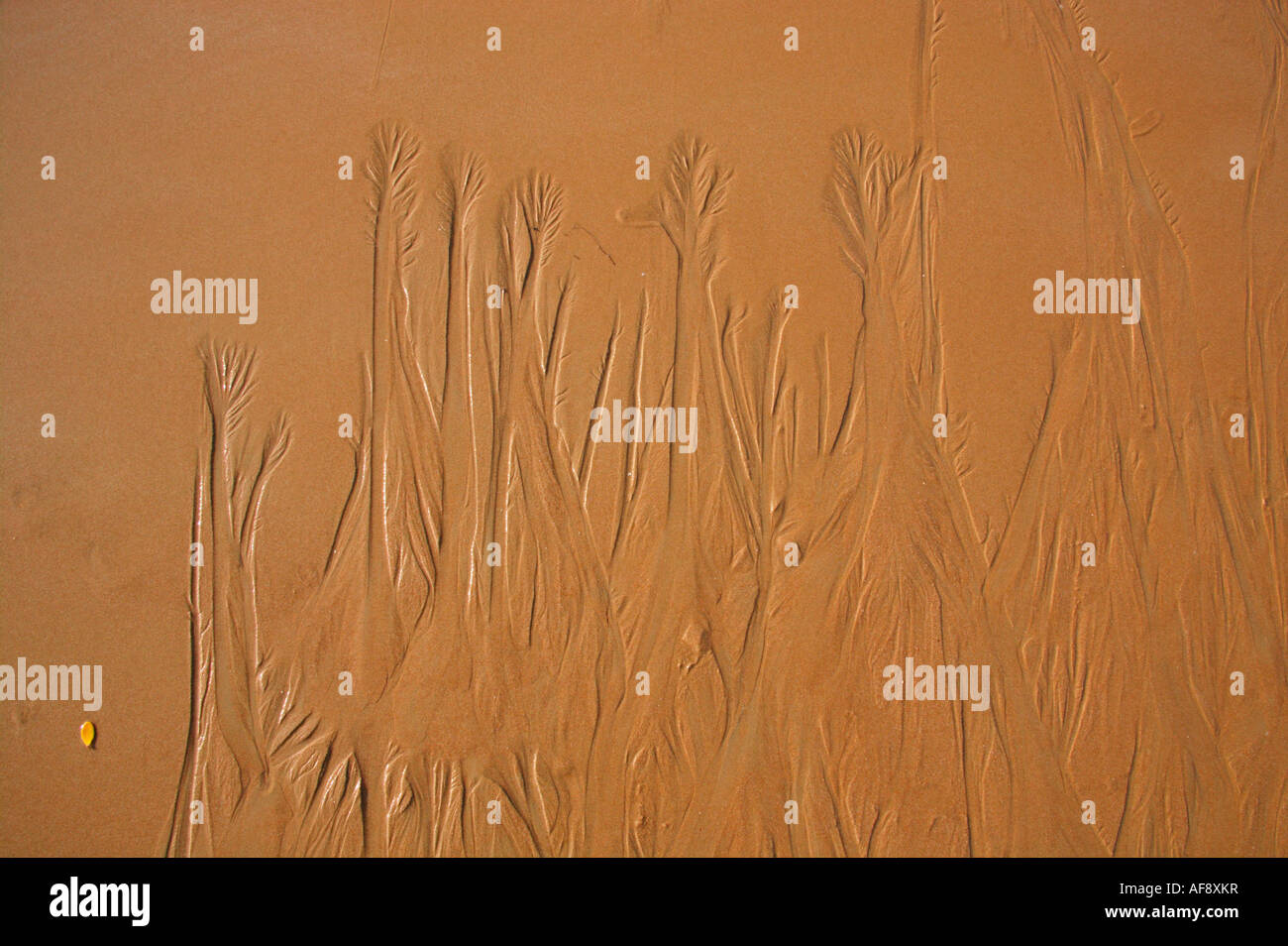 Plage sable érodé par une marée descendante de quitter le schéma d'une forêt de baobabs Banque D'Images