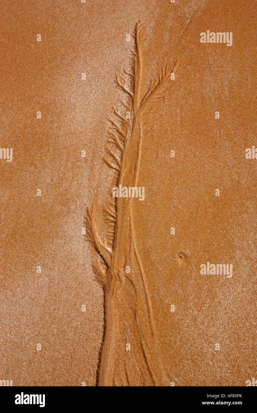 Plage sable érodé par une marée descendante de quitter la forme d'un arbre Banque D'Images