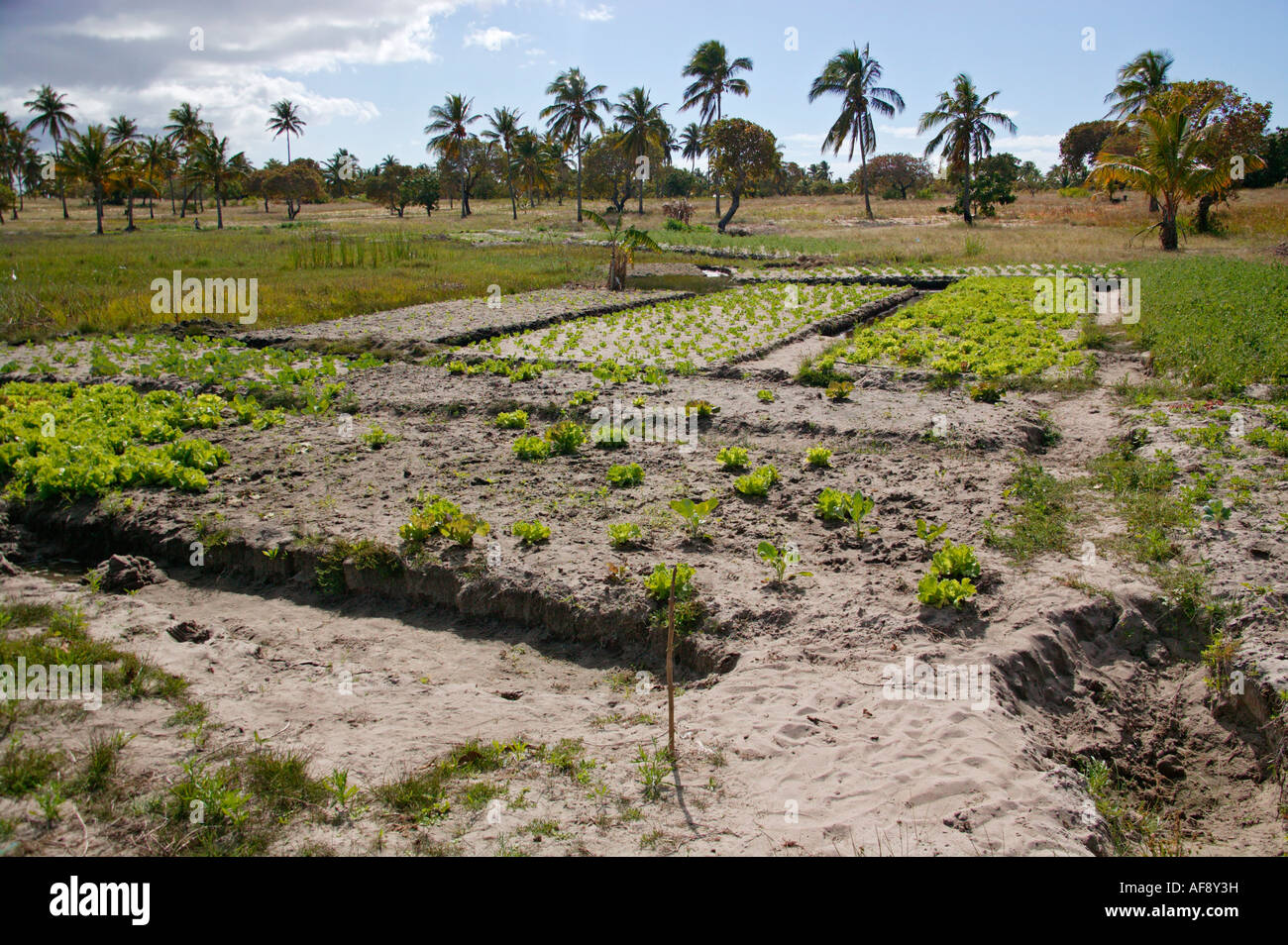 L'agriculture de subsistance dans la région d'Inhambane montrant un potager et des tranchées d'irrigation Banque D'Images