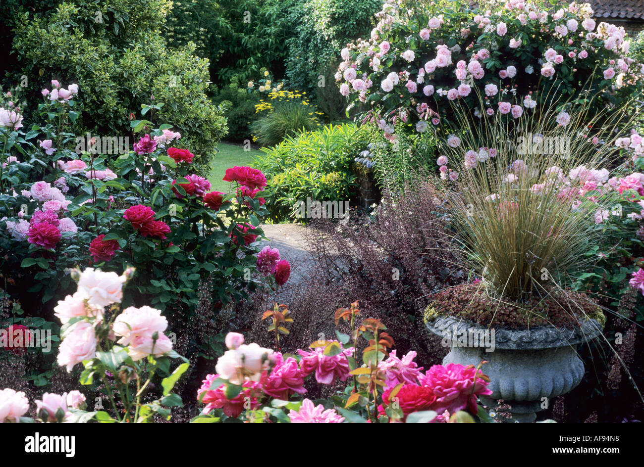 Jardin de roses, Heuchera, pavage, pelouses ferme, Norfolk, Banque D'Images