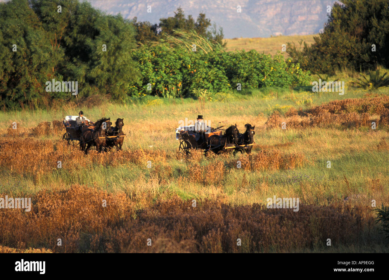 L'Afrique du Sud, Stellenbosch, les gens dans les voitures à cheval frison driven winery Spier Banque D'Images