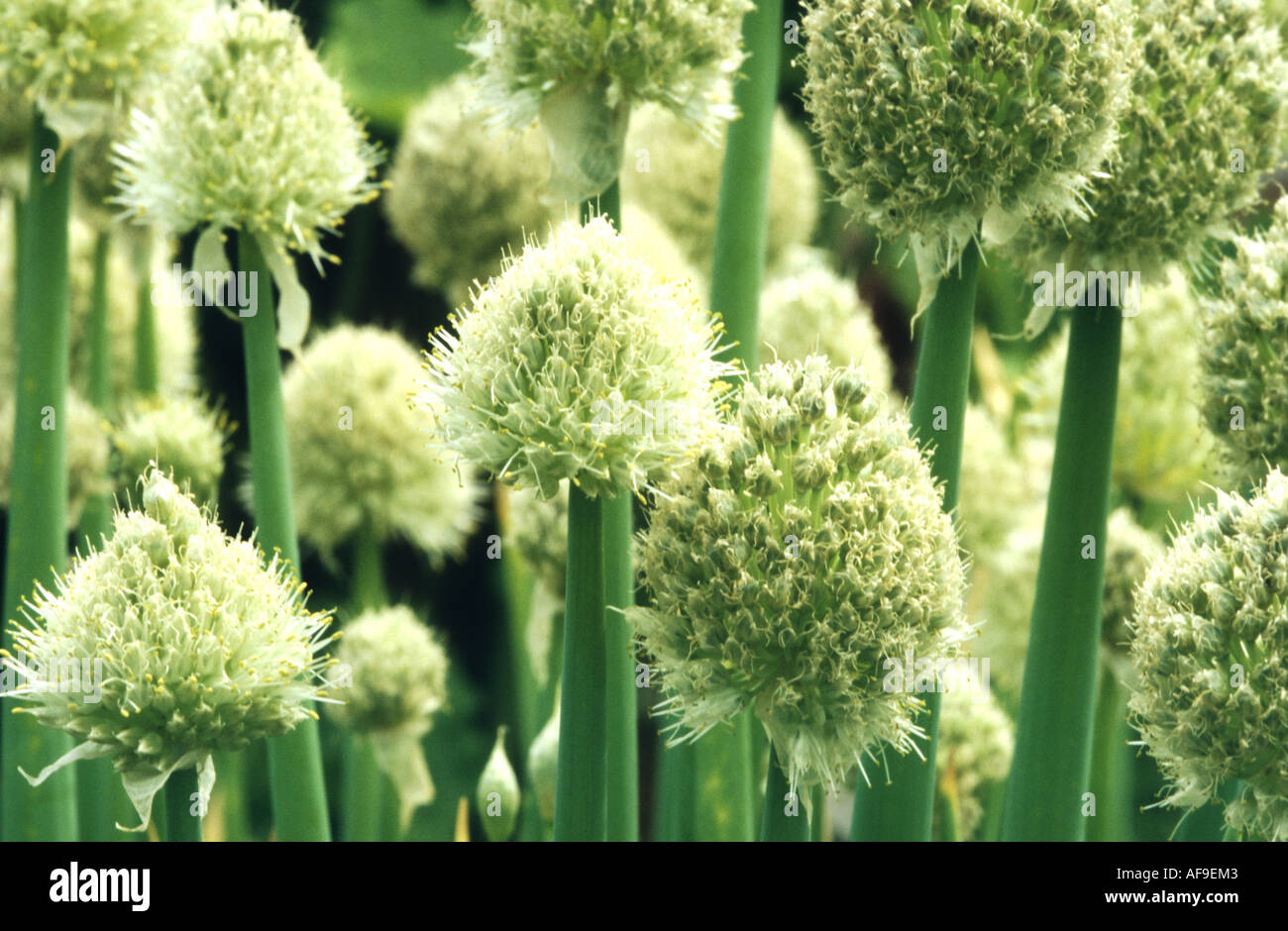 Le gallois l'oignon (Allium fistulosum), inflorescences Banque D'Images