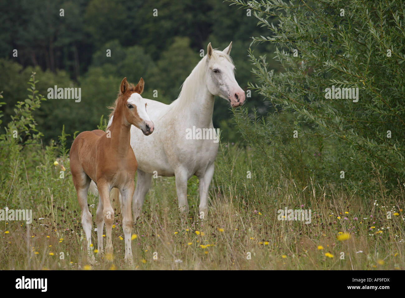 Arab-Barb avec poulain - standing on meadow Banque D'Images