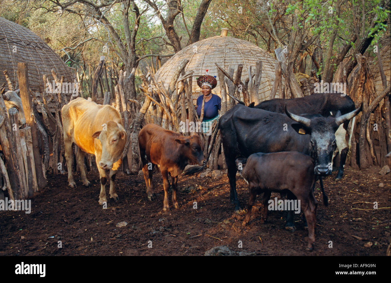 L'Afrique du Sud, près de Pretoria, femme d'une tribu zoulou avec des vaches Banque D'Images