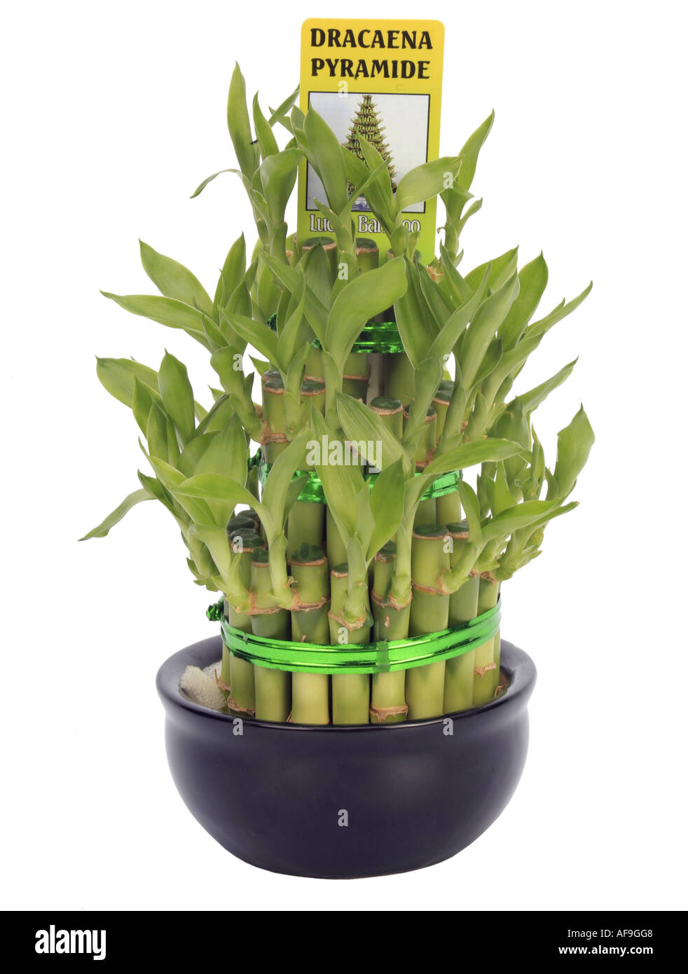 Lucky bambou Dracaena (Dracaena sanderiana Lucky Bamboo), Dracaena pyramid Banque D'Images