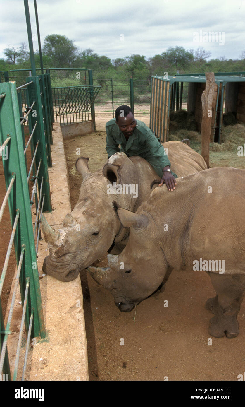 L'Afrique du Sud les rhinocéros en captivité à Kruger National Park Banque D'Images