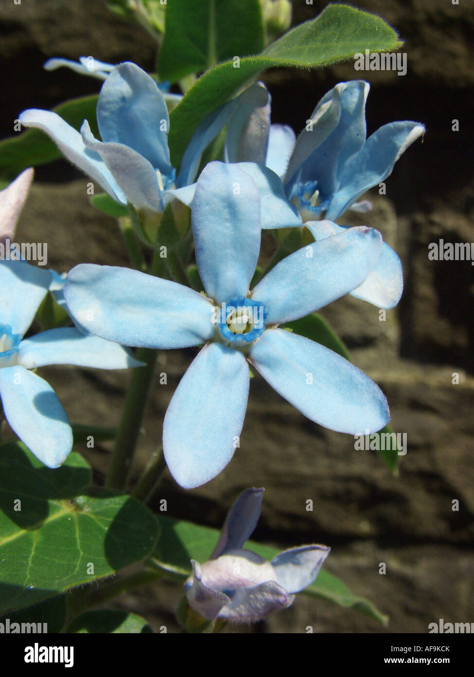 L'asclépiade, Star Fleur, Southern Star (Oxypetalum caeruleum, Tweedia caerulea), fleur Banque D'Images