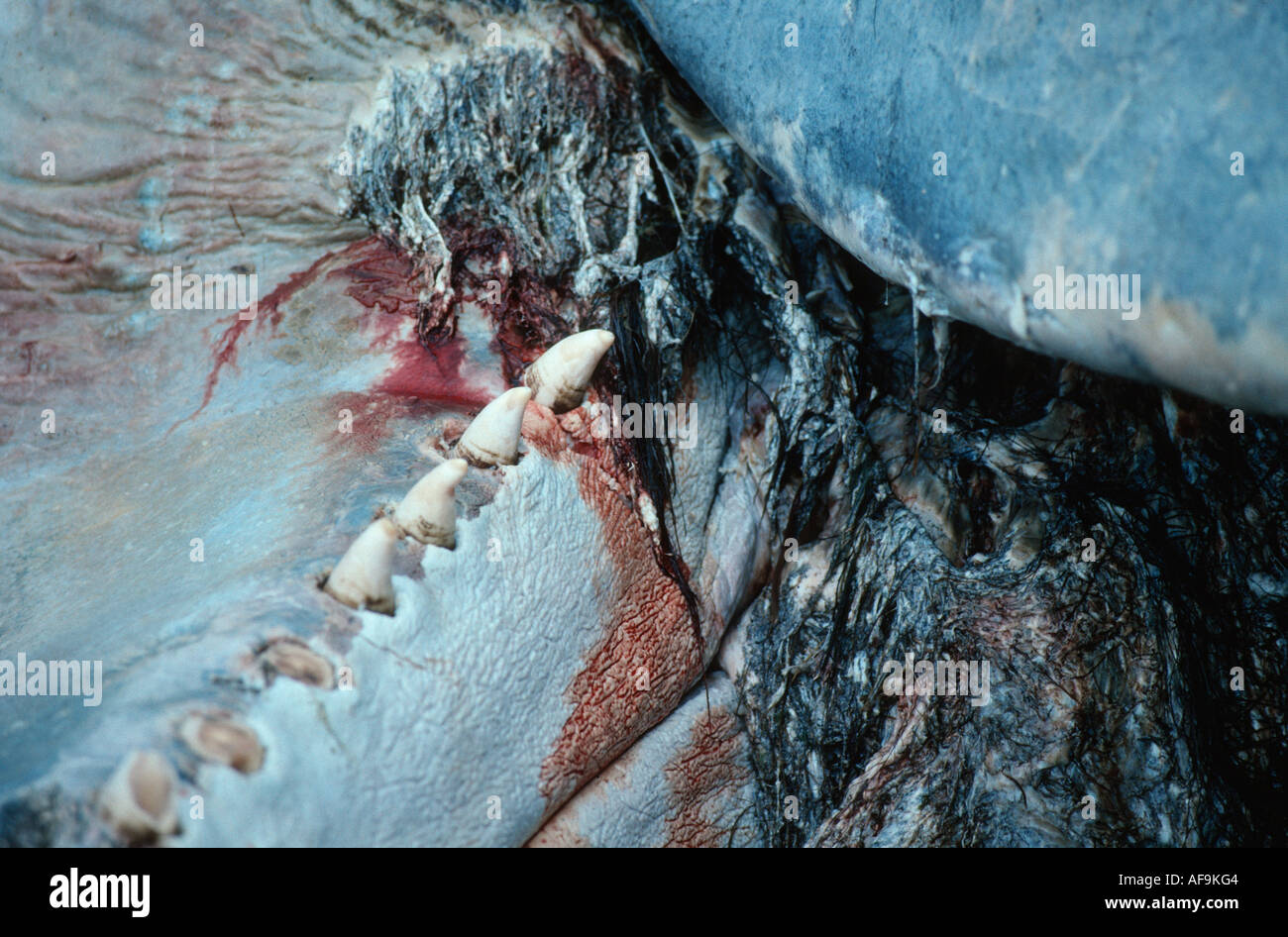 Cachalot, grand cachalot, baleine spermaceti, trompette, baleine cachalot (Physeter macrocephalus), carcasses, des dents d'une agr Banque D'Images