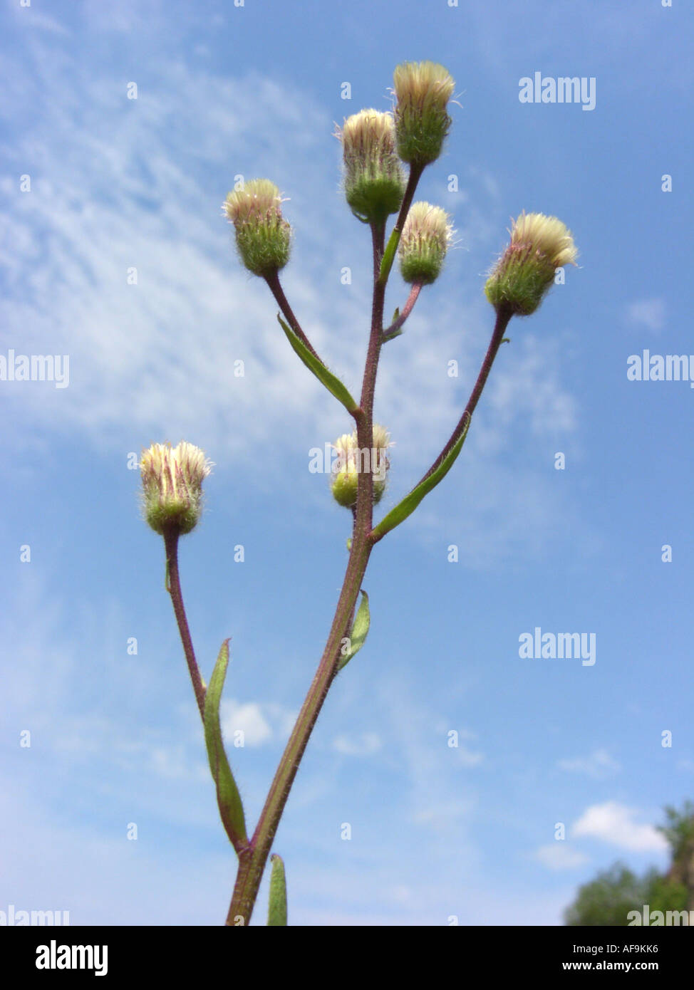 Vergerette (Erigeron aceris amer, Erigeron acer), inflorescences contre le ciel bleu, l'Allemagne, Rhénanie du Nord-Westphalie Banque D'Images