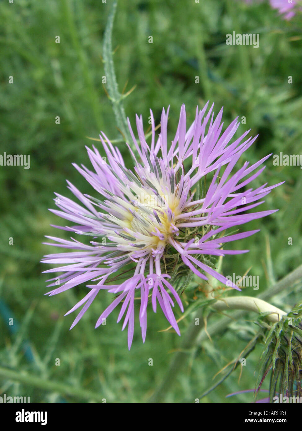 Chardon comestible, sanglier, chardon Chardon pourpre, le Chardon de lait (Galactites tomentosa), inflorescence Banque D'Images
