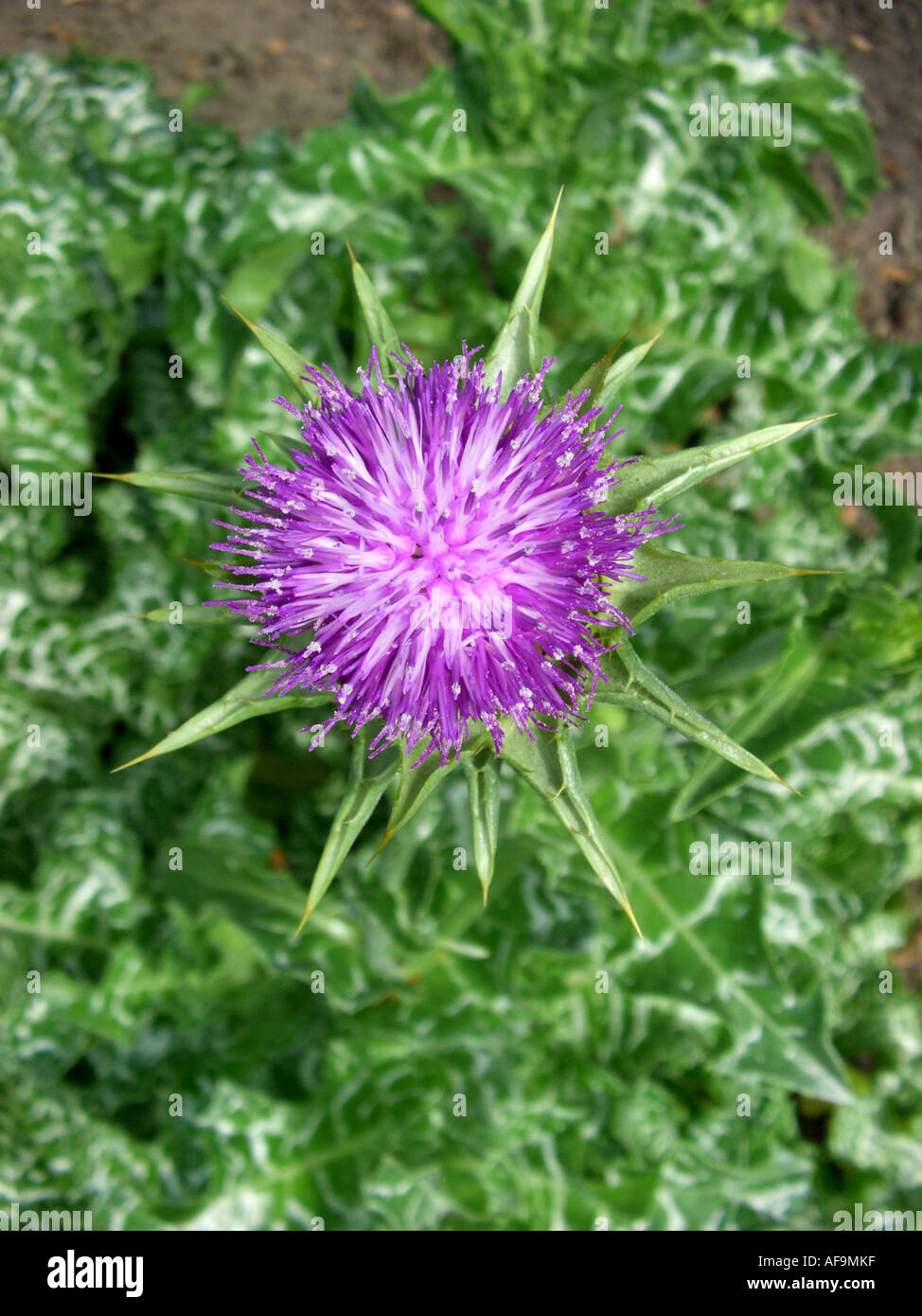 Bienheureuse milkthistle, dame de Pitcher, le chardon-Marie (Silybum marianum), inflorescence Banque D'Images