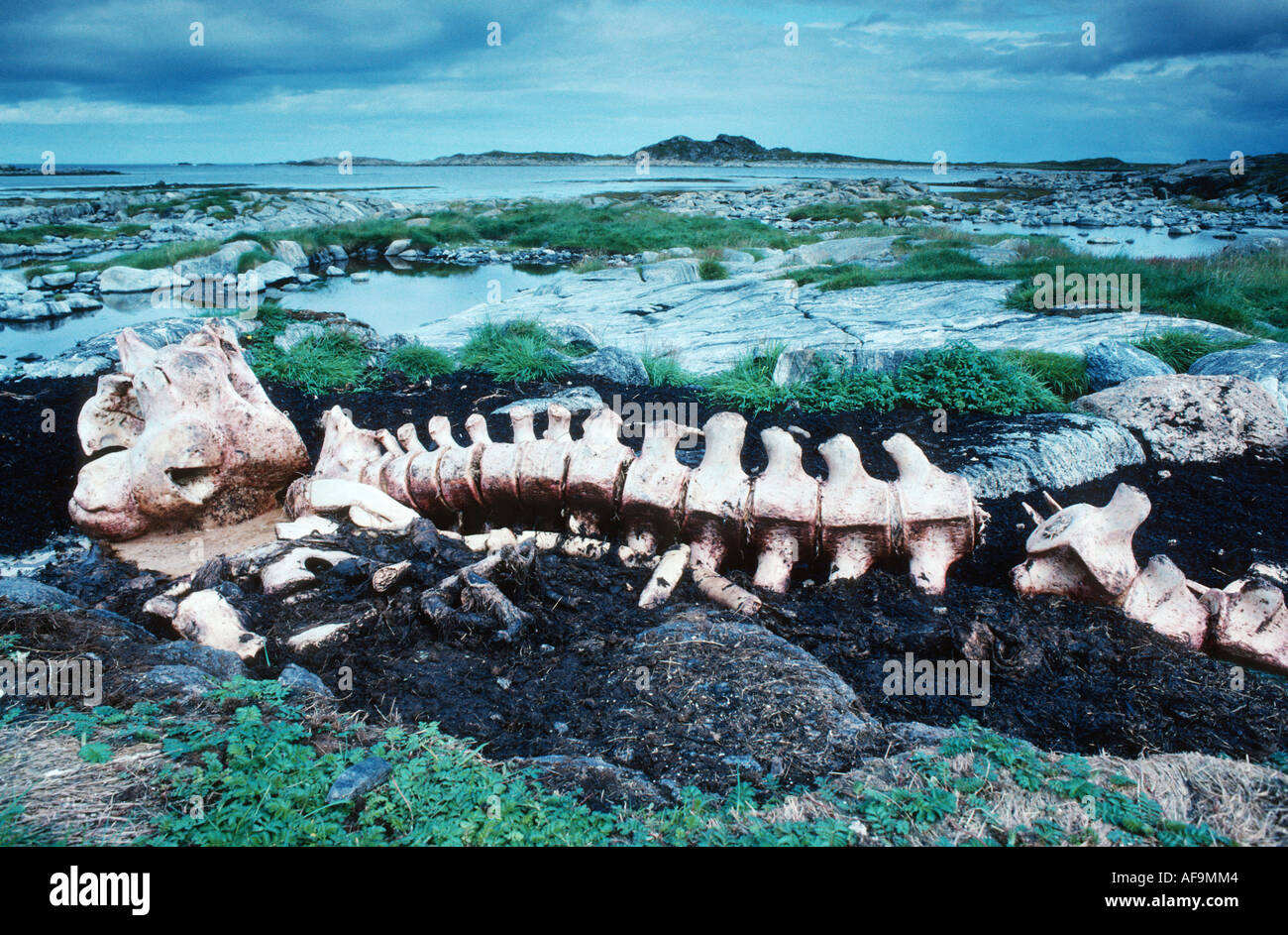 Cachalot, grand cachalot, baleine spermaceti, trompette, baleine cachalot (Physeter macrocephalus), le squelette d'un s'échouer un Banque D'Images