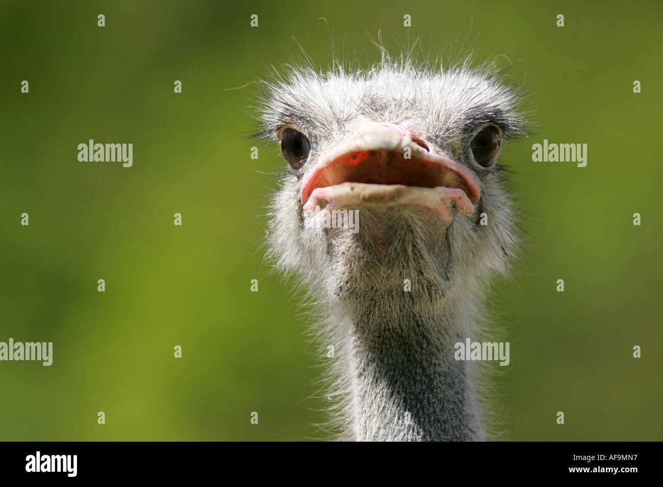 Sud-africain (autruche Struthio camelus australis), portrait d'un seul animal, plus leurs Banque D'Images