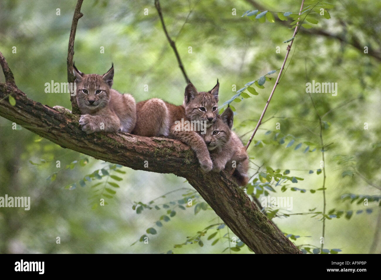 Le lynx eurasien (Lynx lynx), trois petits tremblent sur un arbre, Allemagne Banque D'Images