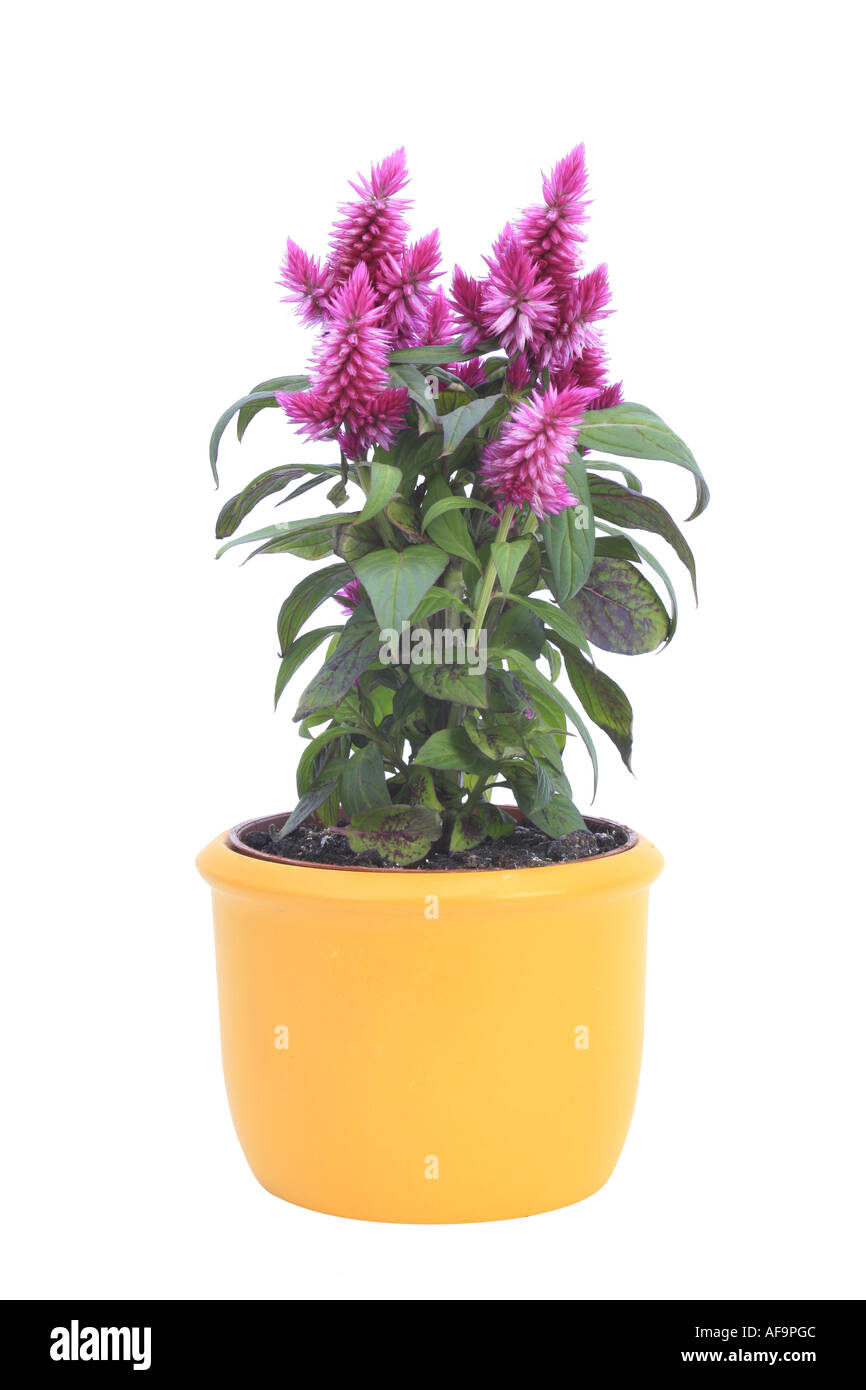 Empanaché cockscomb, d'épilobes, épinard rouge (Celosia Venezuela Caracas, Celosia argentea Plumosa, Celosia plumosa), plante en jaune Banque D'Images