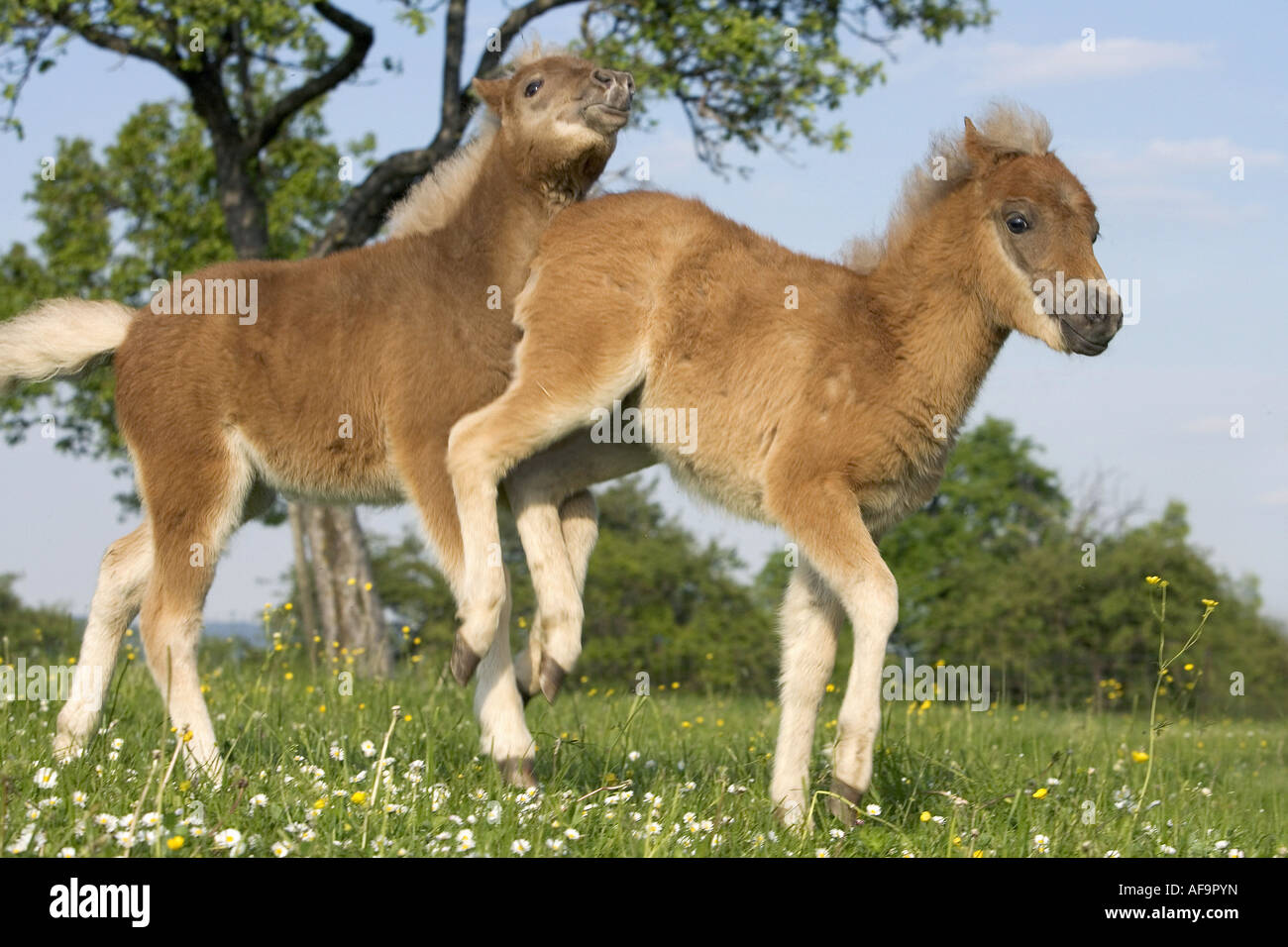 Deux classique poney poulains - playingo on meadow Banque D'Images