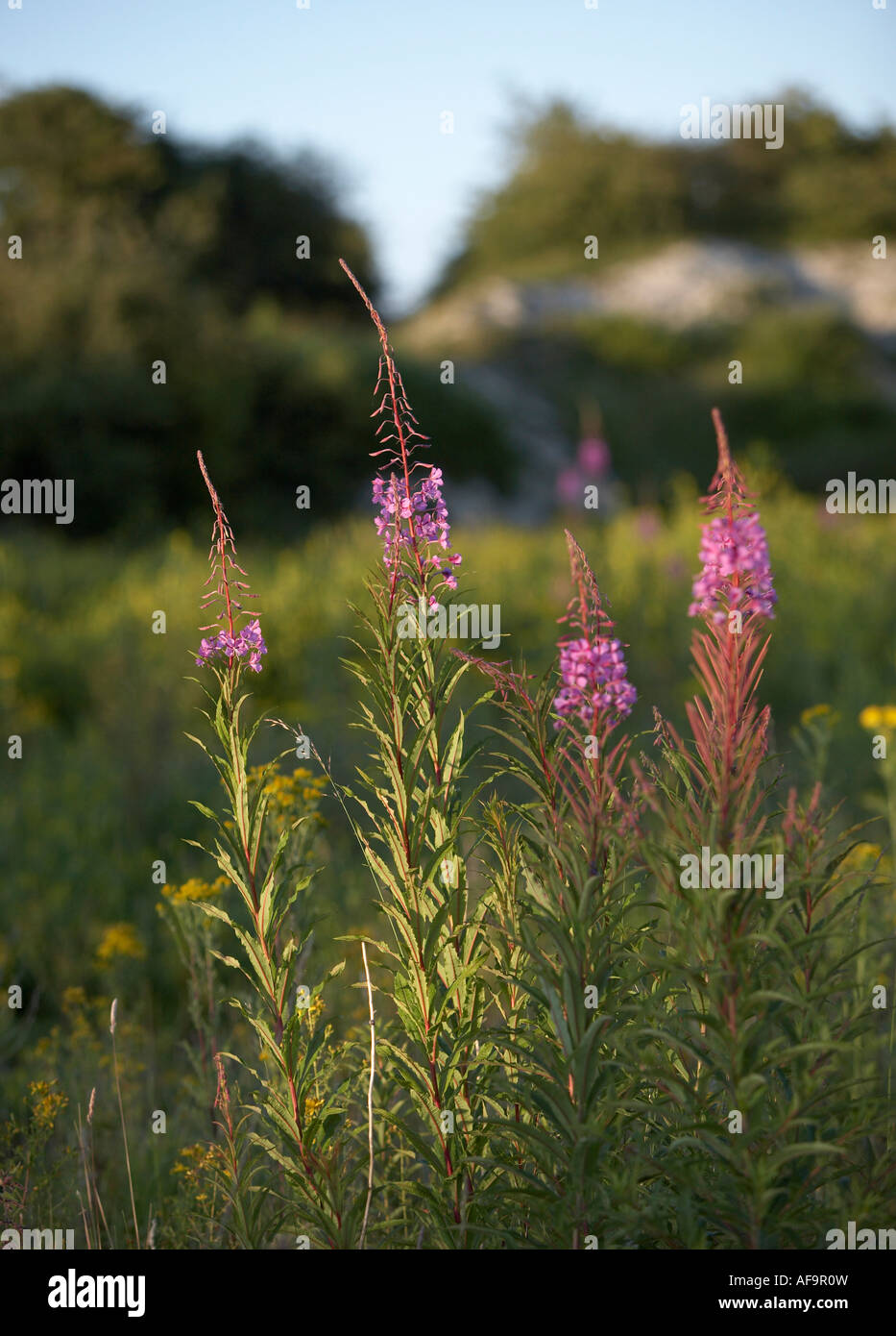 Rosebay Willowherb (Epilobium angustifolium) Banque D'Images