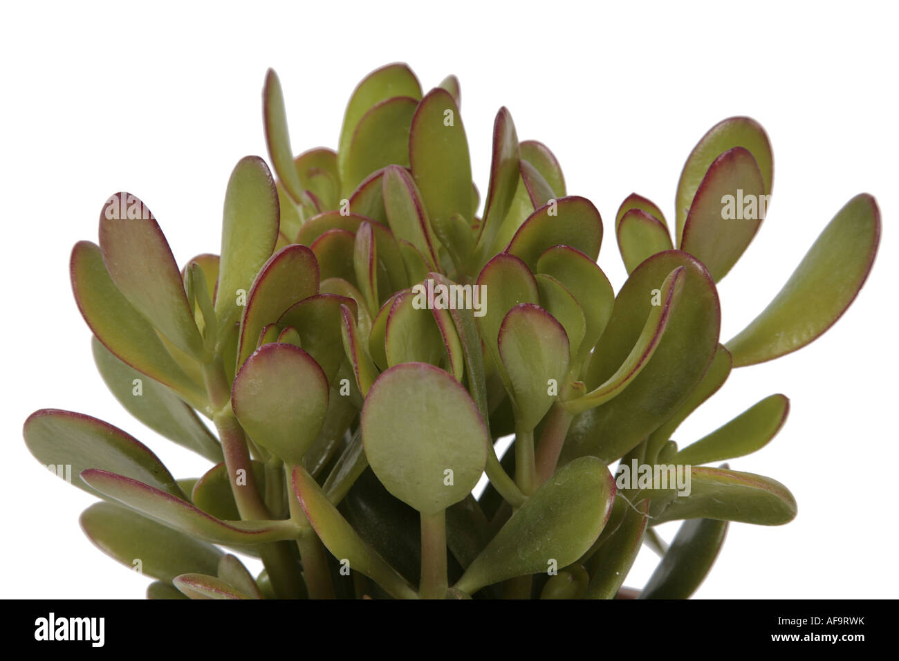 CRASULA ARBRE DE JADE