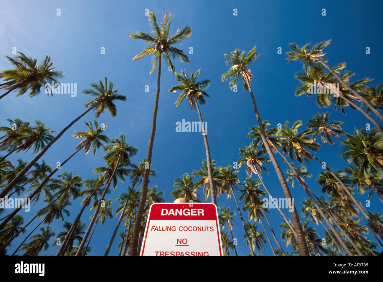 Hawaï,îles hawaïennes,Molokai Kapuaiwa Grove planté par le roi Kamehameha V dans les années 1860 danger chute noix de coco signe,information,publicité,marché,avis, Banque D'Images