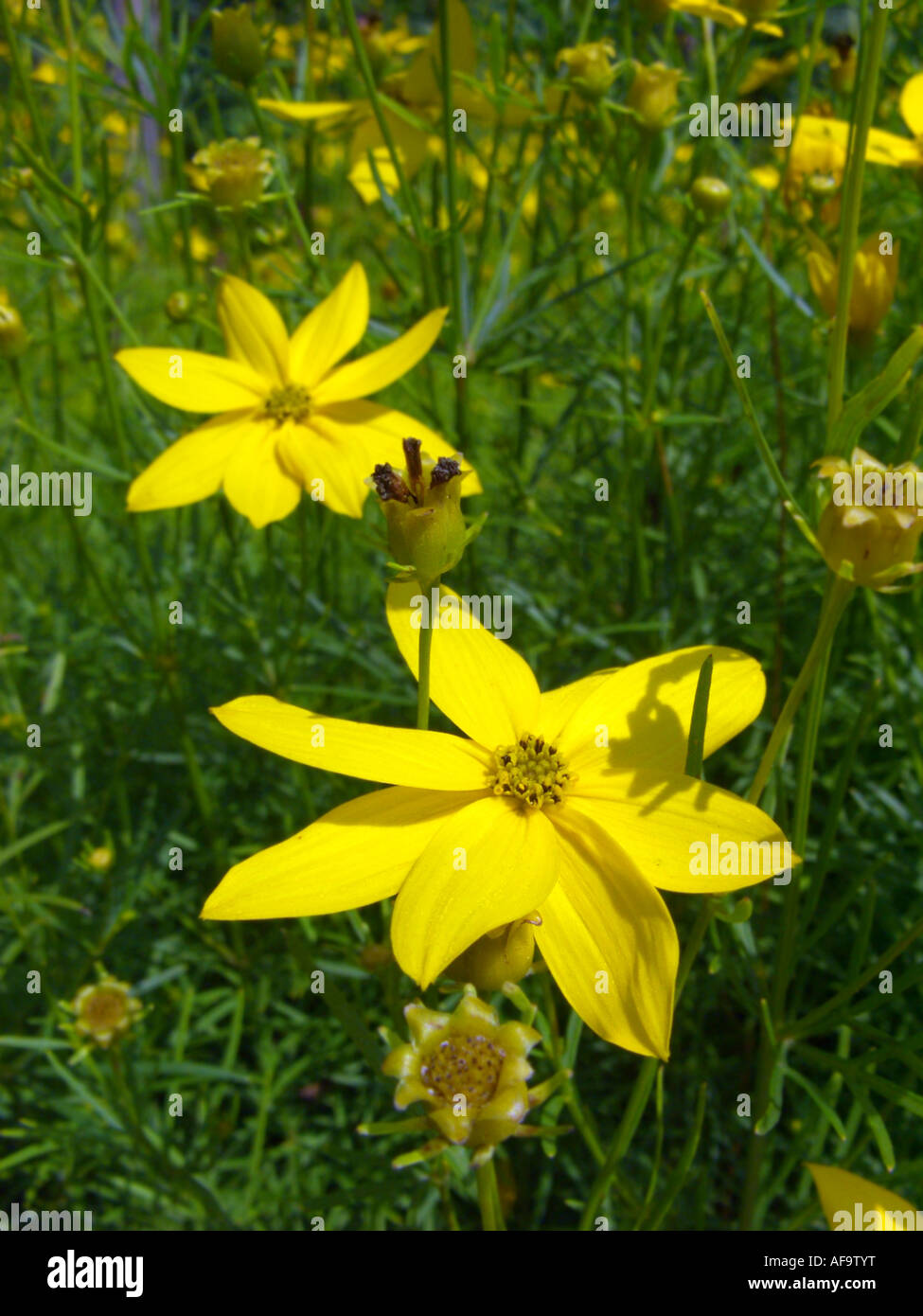 Le coréopsis verticillés, Moonbeam coreopsis Coreopsis verticillata), (inflorescence Banque D'Images