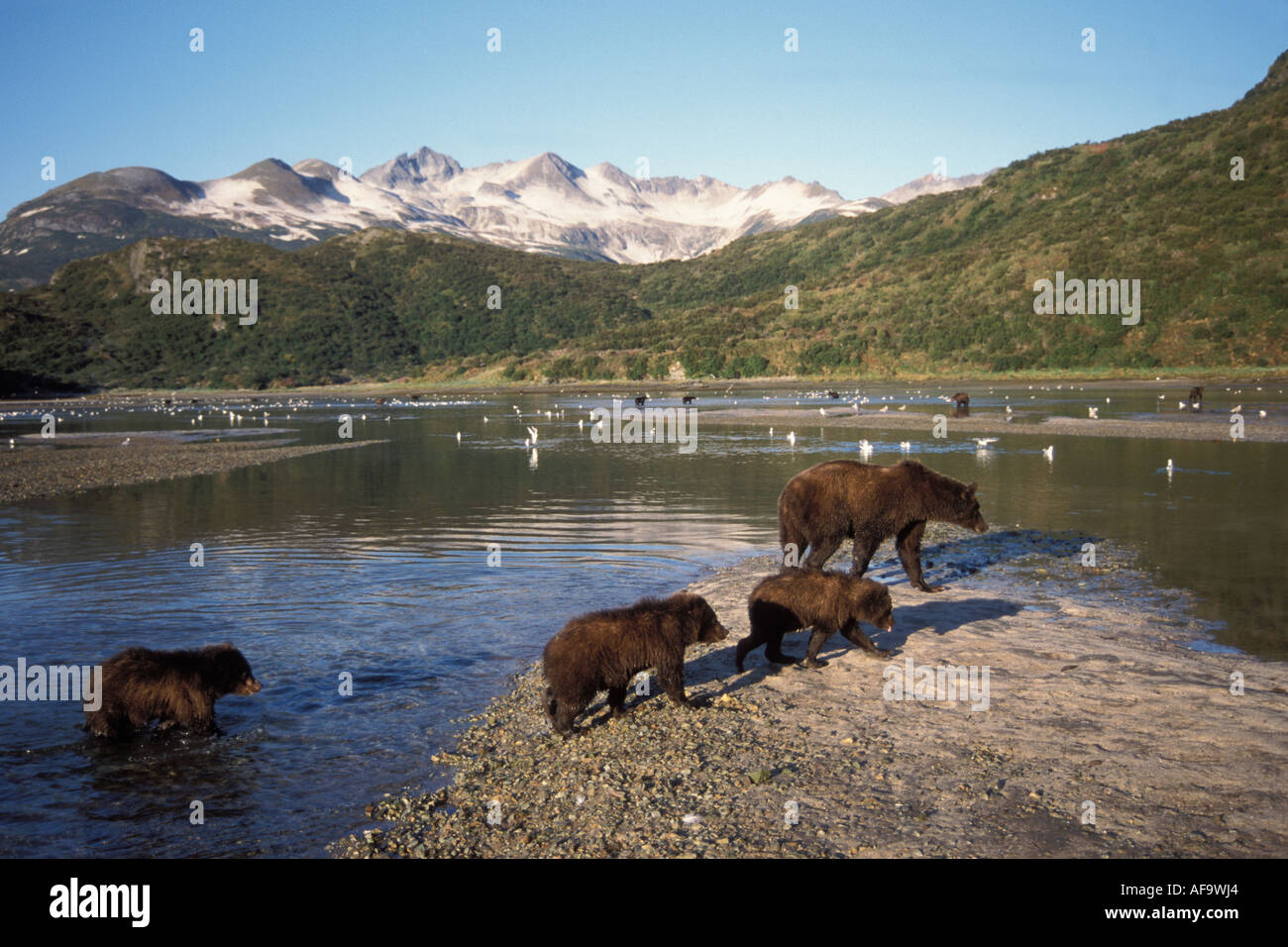 Ours brun Ursus arctos Ours brun Ursus horribils sow avec petits saumons rechercher en remontant le courant de l'Alaska Katmai National Park Banque D'Images