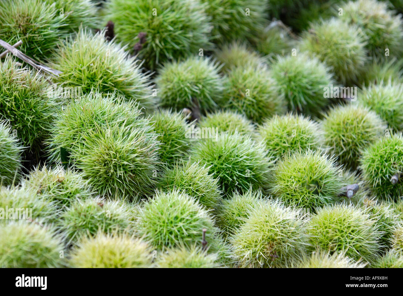 Sweet chestnut Castanea sativa gousses épineuses close up contexte Banque D'Images