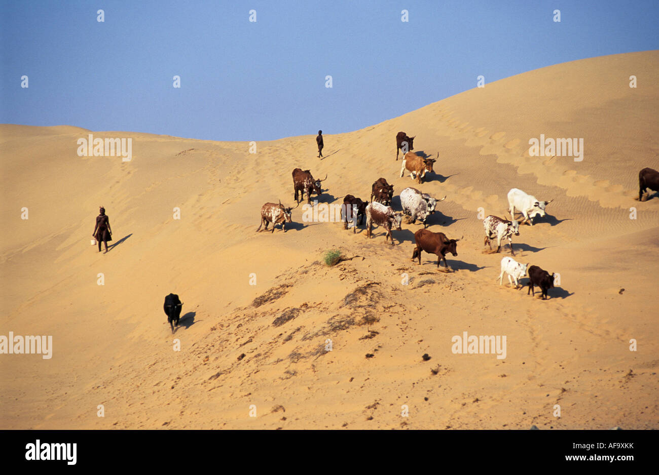 Le bétail d'être entassés sur des dunes par femme et enfant Himba, Kunene River, Kaokoveld, la Namibie. La rivière Kunene Namibie ; Banque D'Images