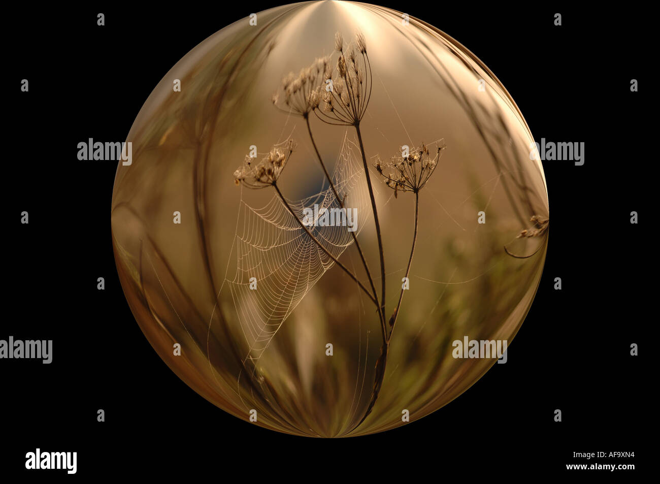 Résumé vue circulaire des araignées sur une plante sèche Banque D'Images