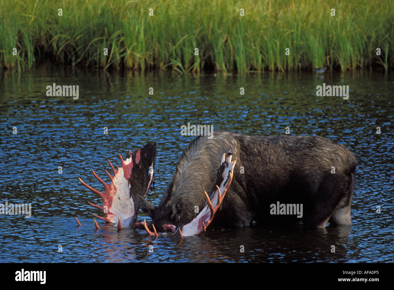 Bull moose Alces alces avec effusion velvet se nourrit de plantes aquatiques dans un étang du parc national Denali électrique intérieur de l'Alaska Banque D'Images