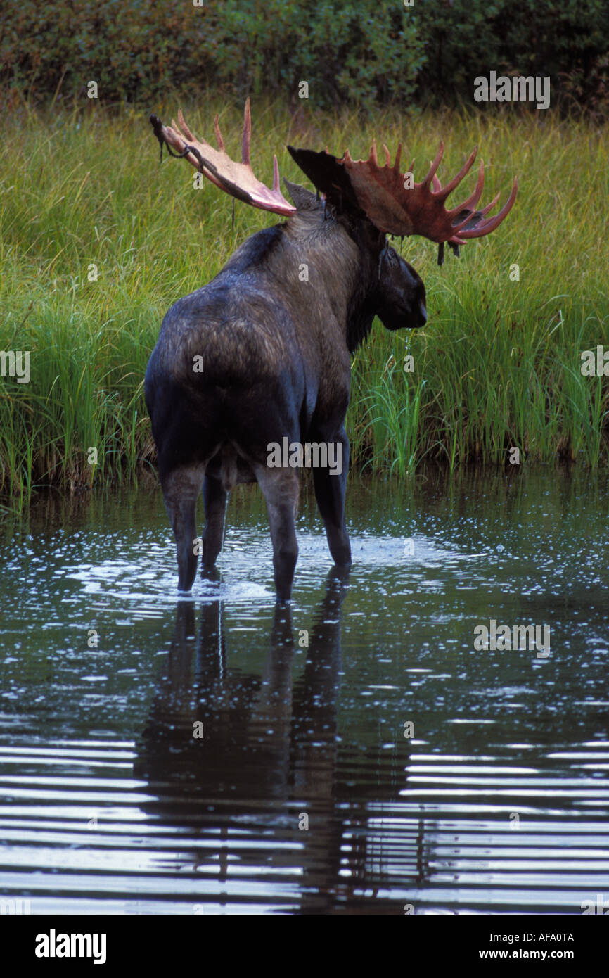Bull moose Alces alces avec effusion velvet se nourrit de plantes aquatiques dans un étang du parc national Denali électrique intérieur de l'Alaska Banque D'Images
