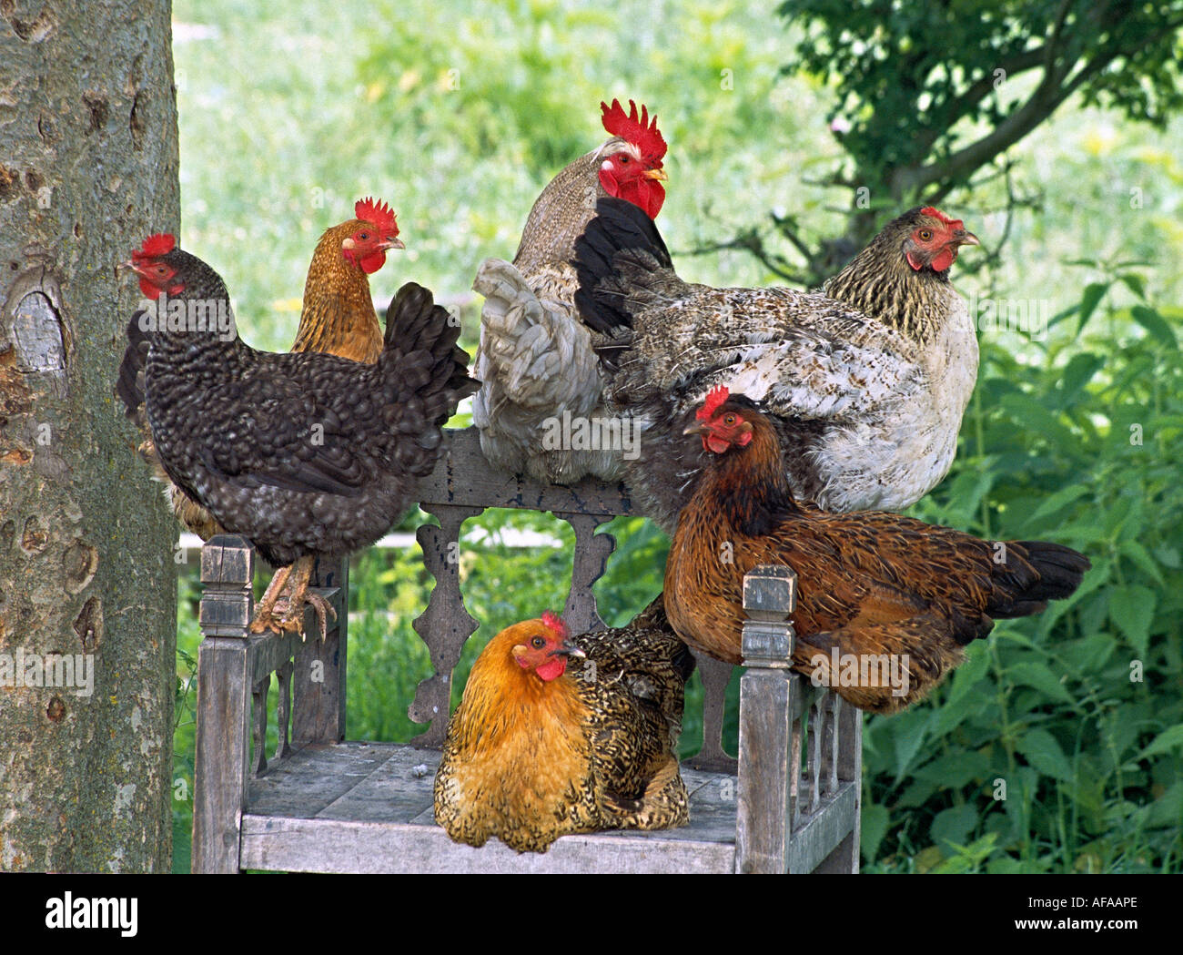 perchoir des poules Banque D'Images