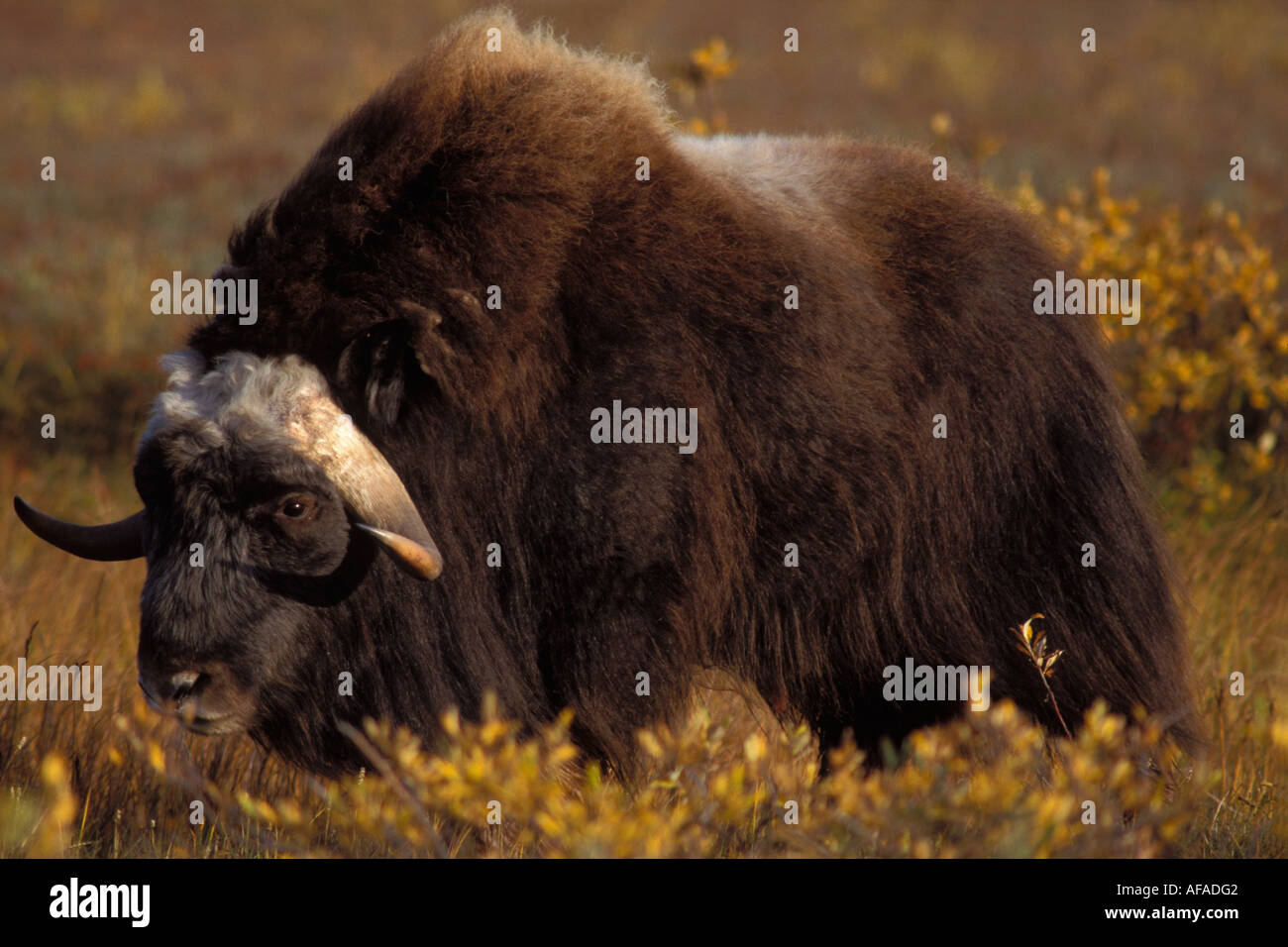 Le bœuf musqué Ovibos moschatus sur la plaine côtière de l'Arctique central Versant Nord de la chaîne de Brooks en Alaska Banque D'Images