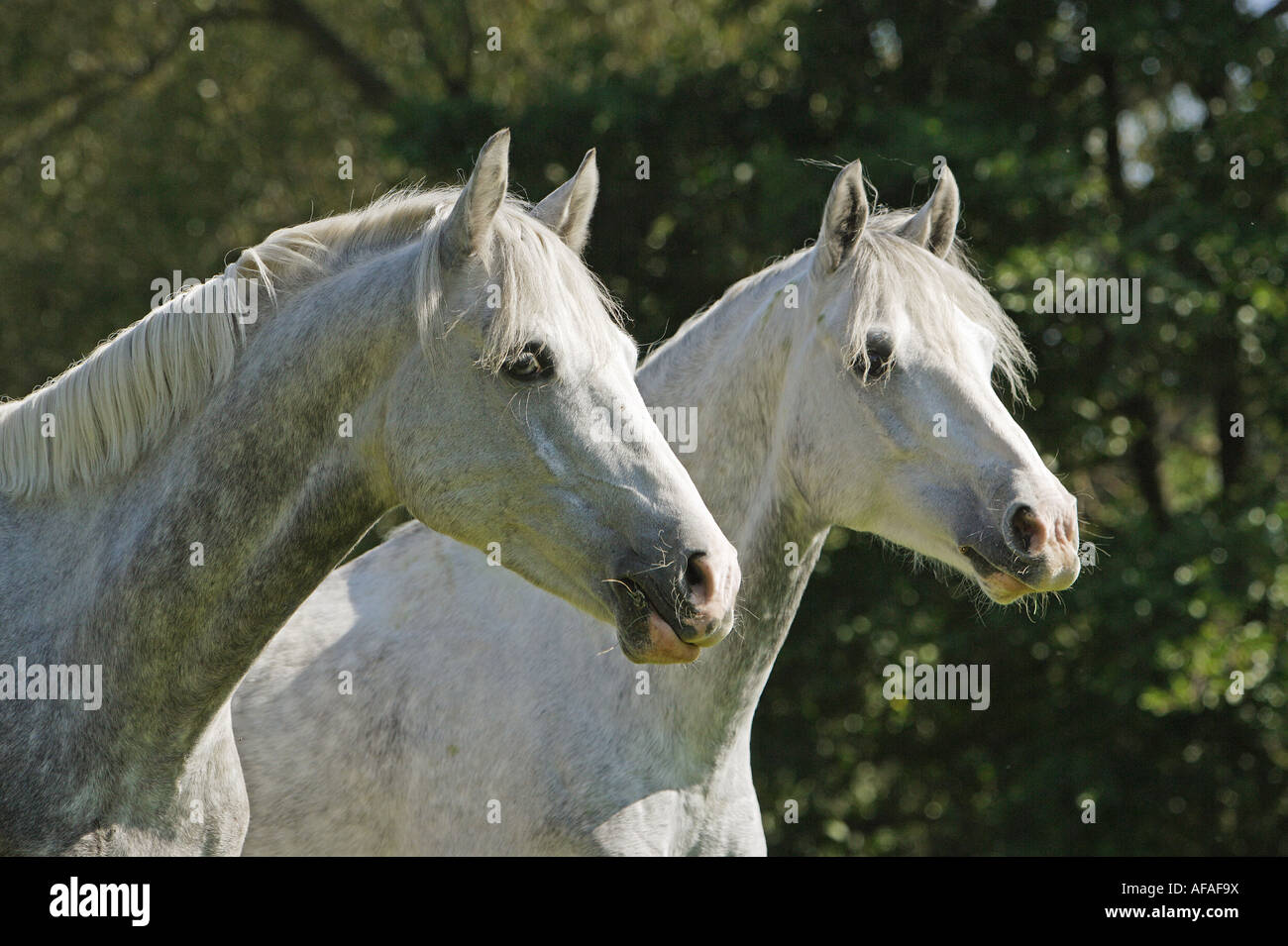 Deux poneys équitation allemande - portrait Banque D'Images