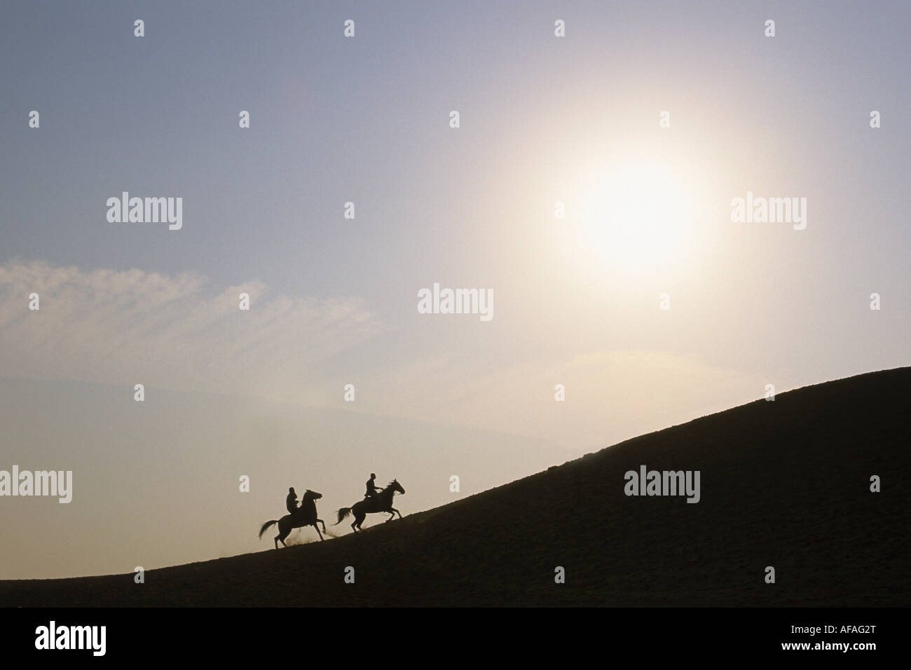 Egypte Le Caire Silhouette de chevaux au désert Banque D'Images