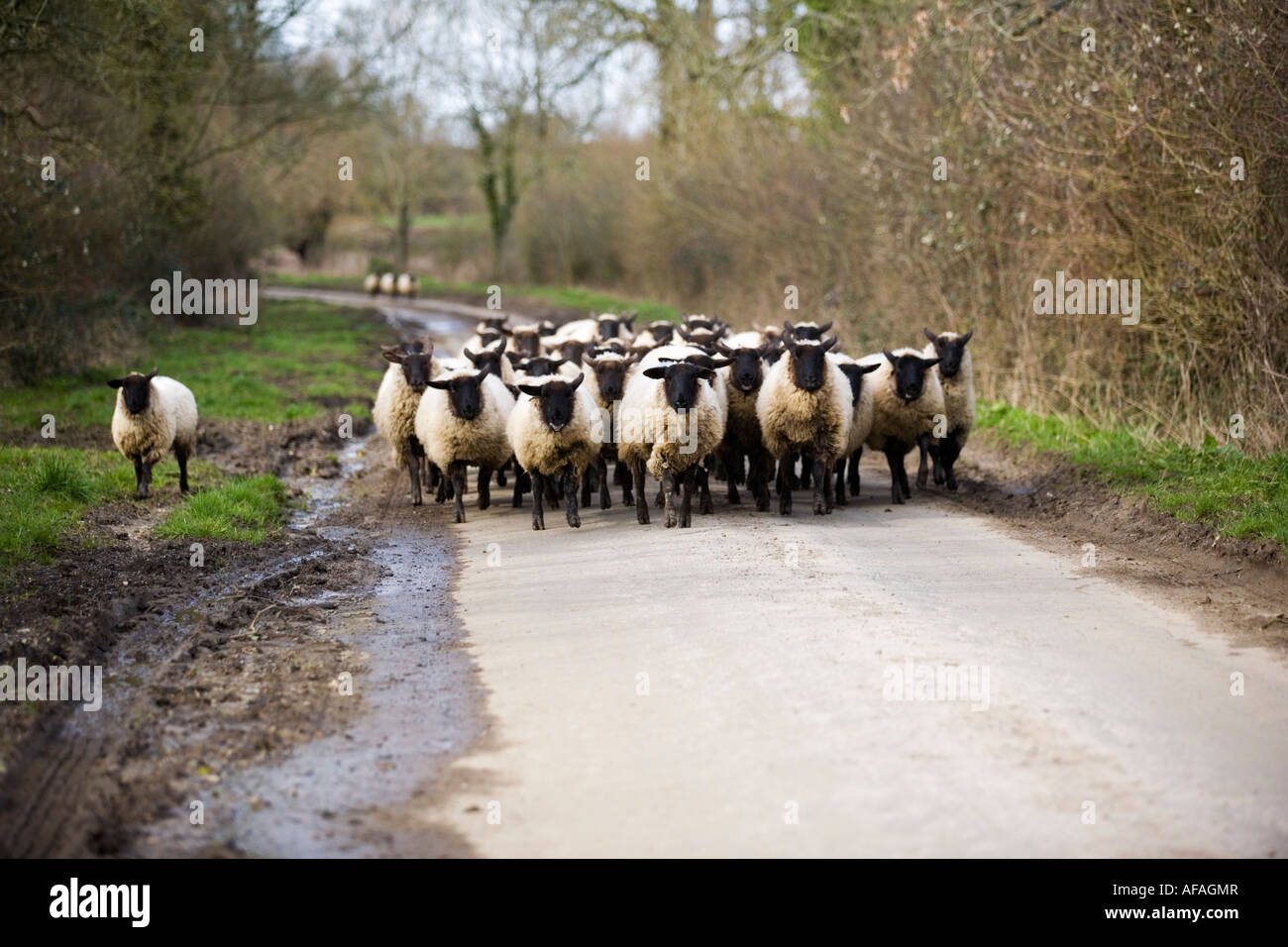 Un troupeau de moutons à face noire courant le long d'une route de campagne dans les Cotswolds, Oxfordshire, UK Banque D'Images