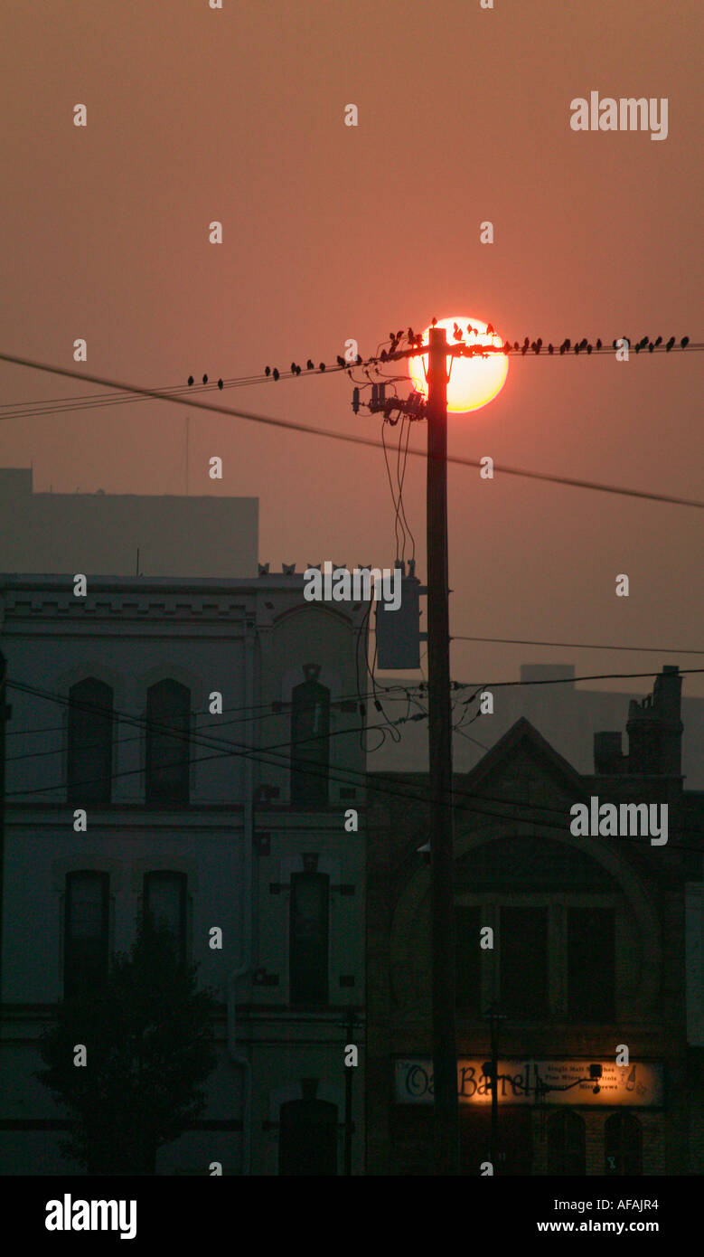 Les oiseaux sur les lignes électriques au coucher du soleil Milwaukee Wisconsin USA Banque D'Images