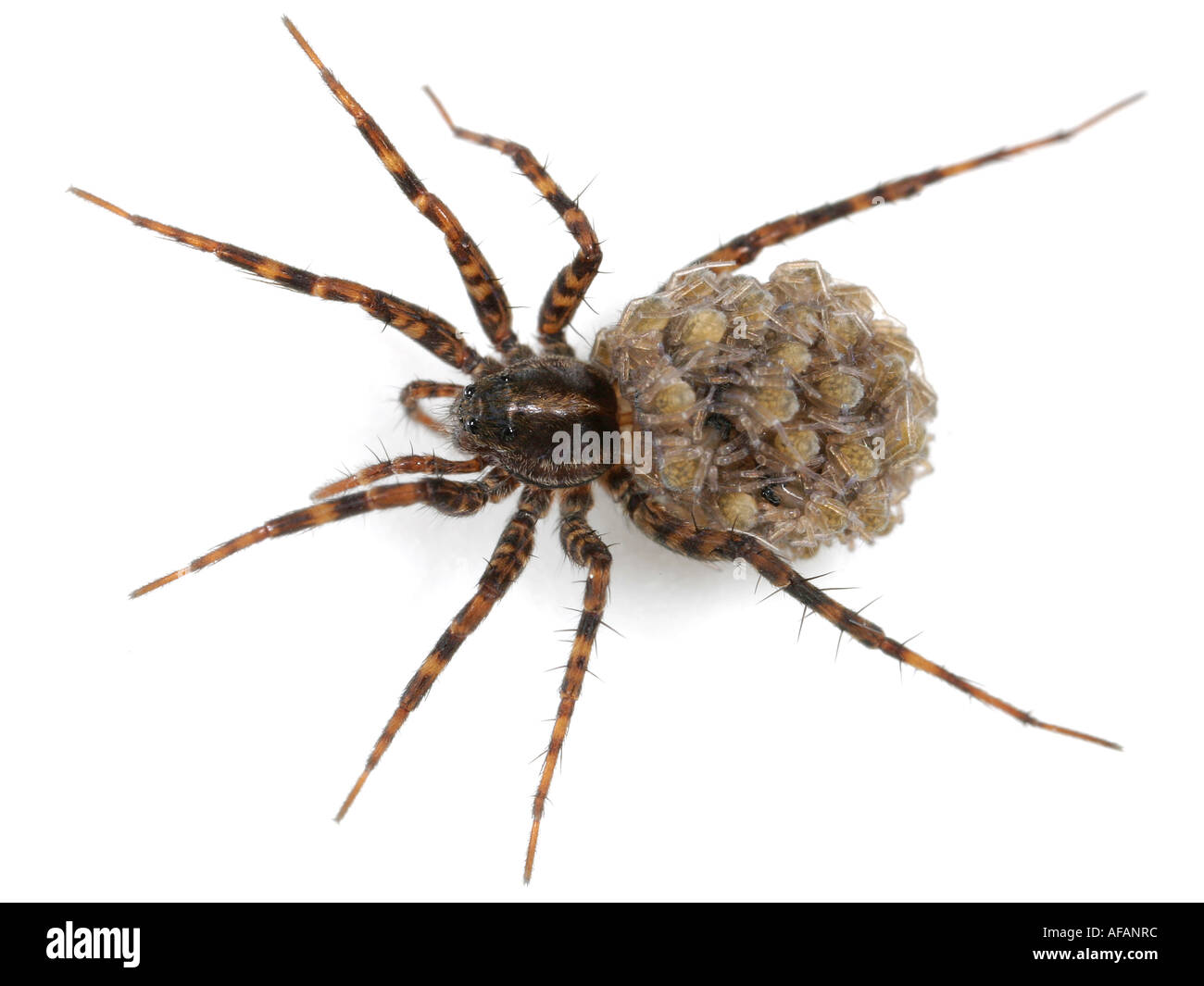 Close up of a female Wolf Spider, Pardosa, avec petits sur son dos, sur fond blanc Banque D'Images