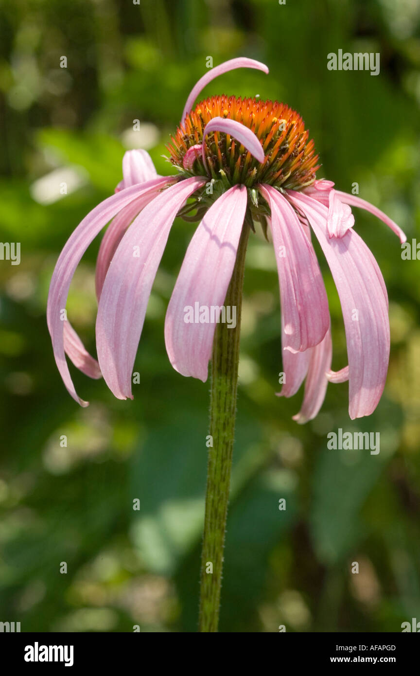 Fleurs pourpre plante médicinale de l'échinacée pourpre noir Sampson Coneflower Rudbeckia sanicle de Missouri Asteraceae Banque D'Images