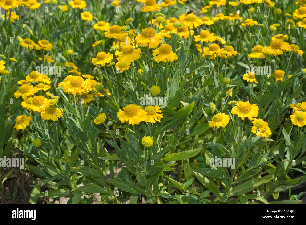 Vif jaune commun Sneezeweed Asteraceae Helenium autumnale Pumilum Maginficum fleurs en pleine floraison avec des feuilles vertes. Banque D'Images