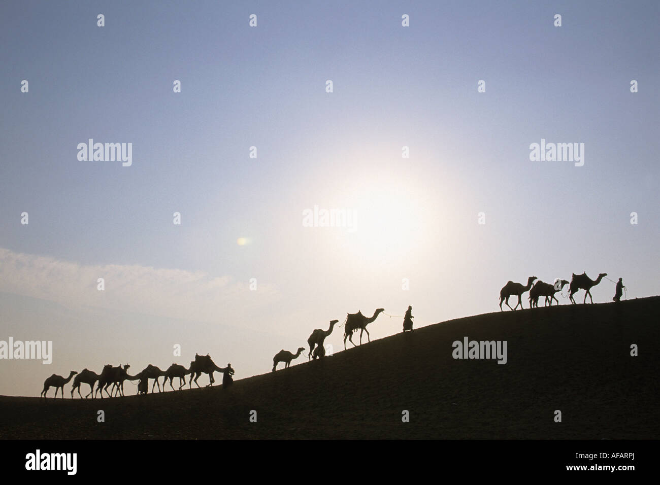 Egypte Le Caire Silhouette de caravane de chameaux dans le desert Banque D'Images