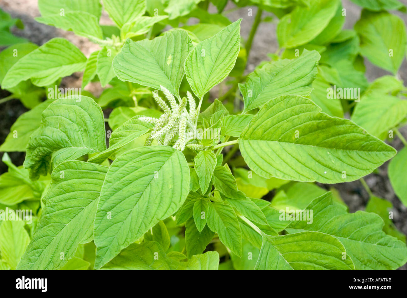 Aime lies bleeding ou un pendentif amarante ou Tassel fleur ou Quilete Amaranthaceae Amaranthus caudatus Alba Banque D'Images