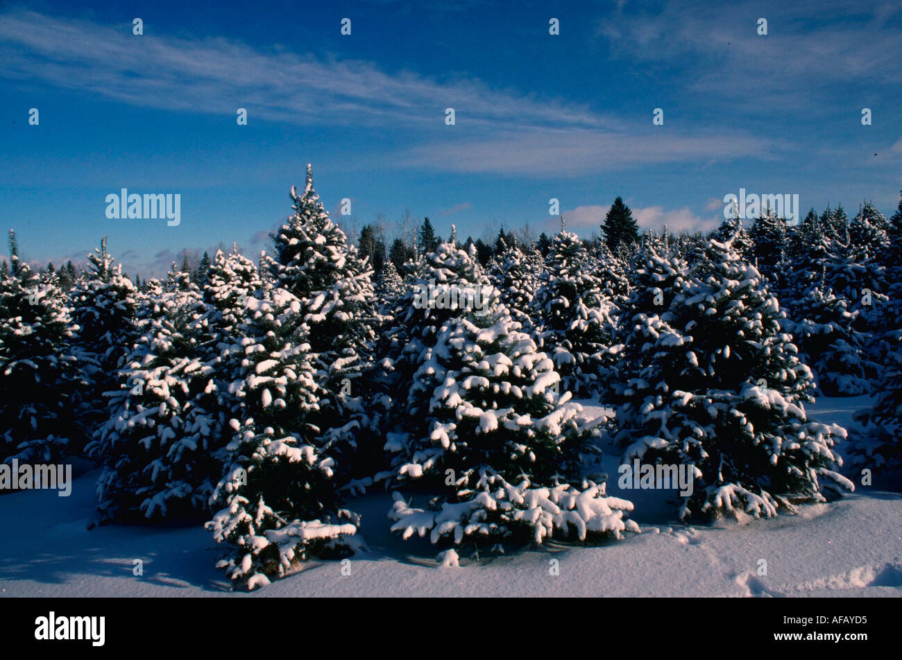 Christmas Tree Farm en hiver Cookshire (Québec) Canada Banque D'Images