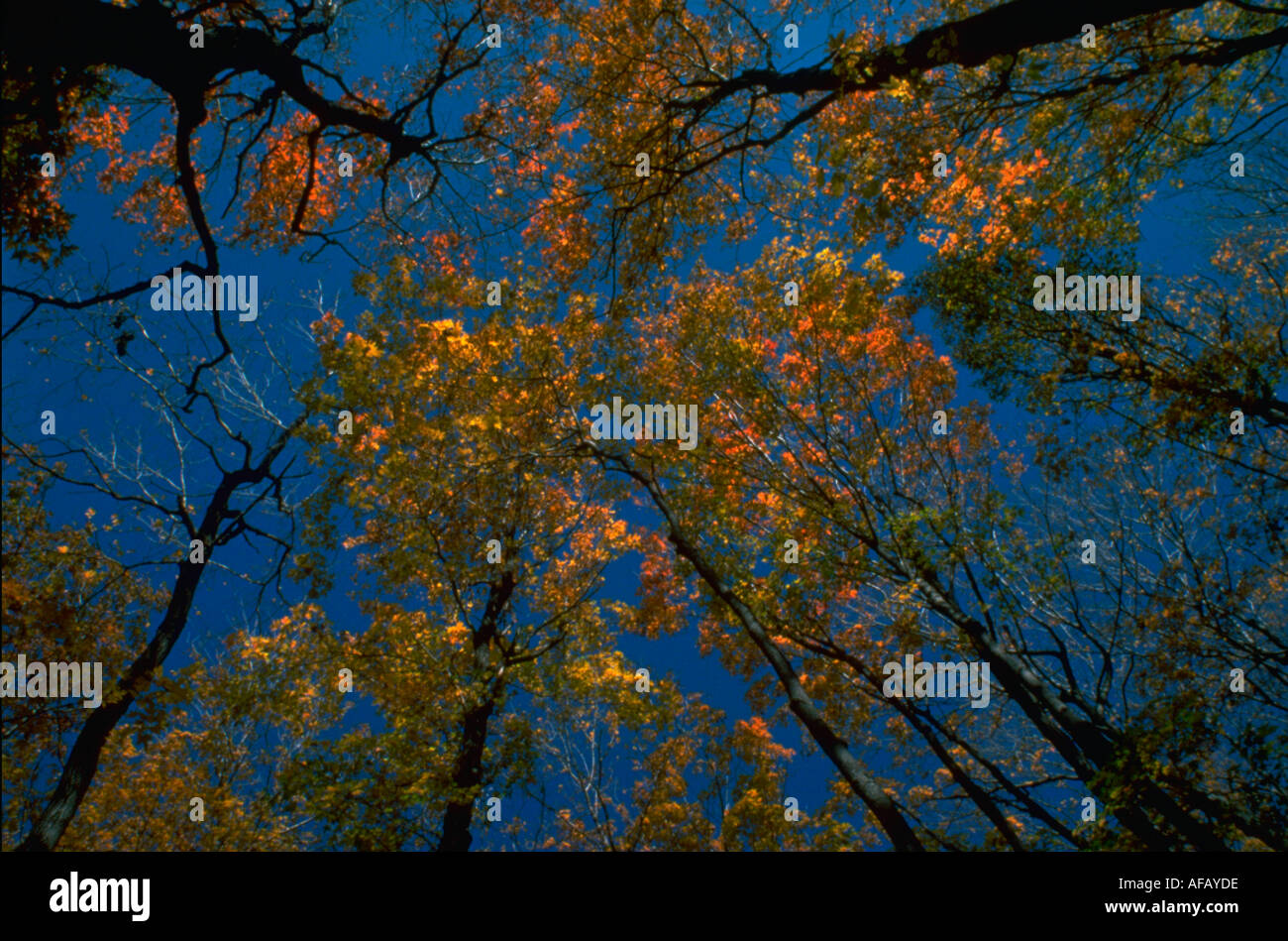 Couleurs d'or de la cime des arbres d'érable à l'automne Le Parc de la Gatineau Québec Canada Banque D'Images