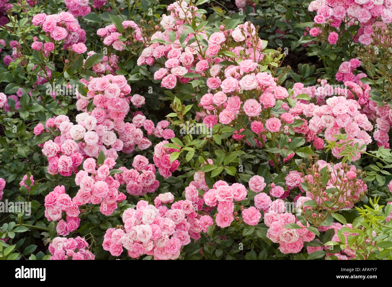 De nombreuses petites fleurs de rose rose Banque D'Images