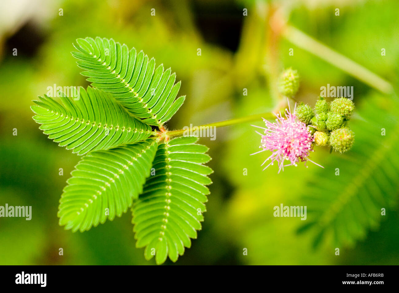 Gros plan de plante sensible ou herbe endormie Fabaceae Mimosa pudica avec fleur rose et feuilles vertes bipinnées dans un cadre naturel extérieur. Banque D'Images